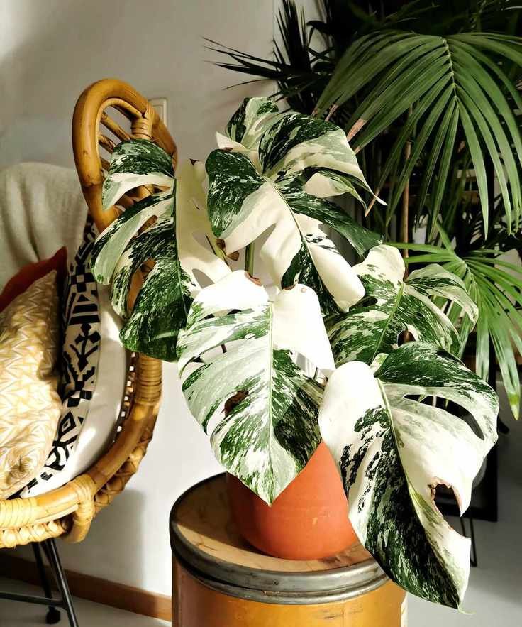 A monstera plant beside a stylish chair, adding a touch of greenery to the decor.