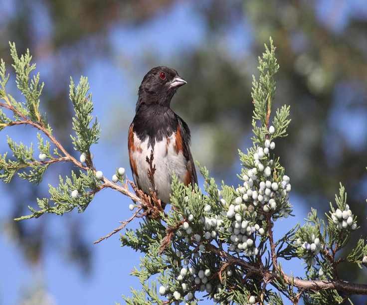 Eastern Red Cedar tree