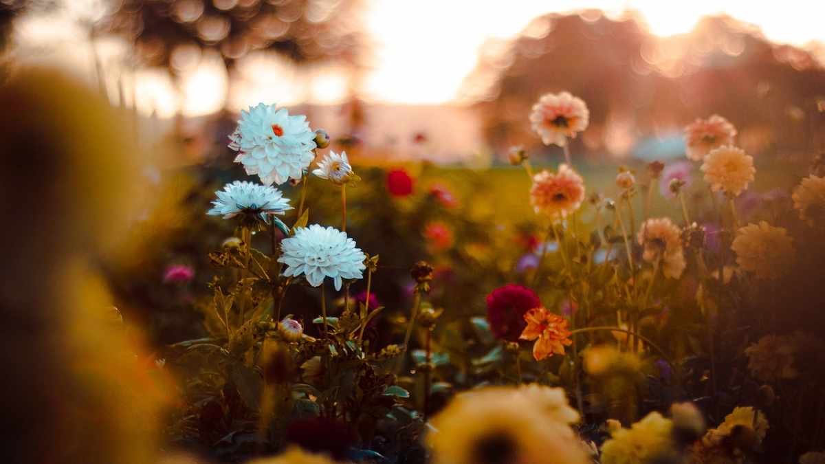 12 Stunning Fall Flowers for Pots to Brighten Your Outdoor Space
