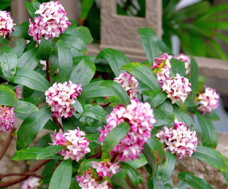 Daphne in bloom outdoors
