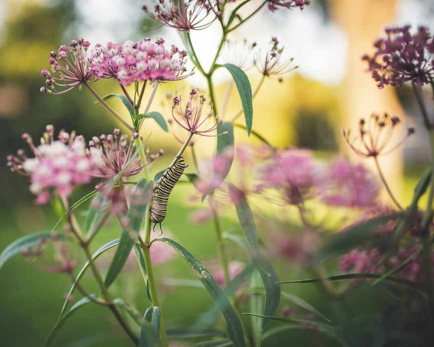 milkweed in bloom with monarch butterfly caterpillar on it