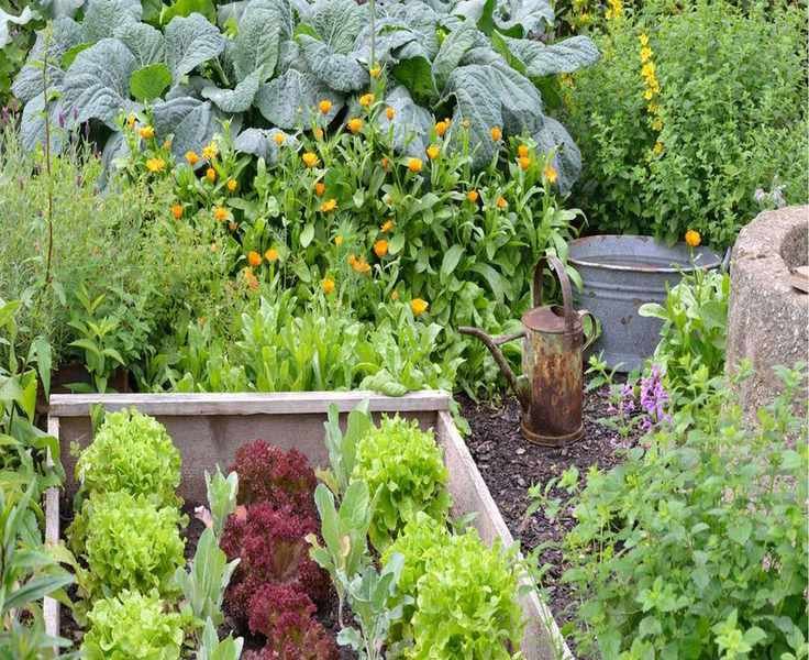 5 Tips for Small Space Gardening – Grow Fresh Vegetables Year-Round