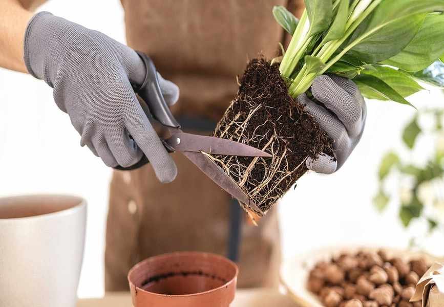 Pruning Houseplant Roots: Essential Tips for Healthy Growth