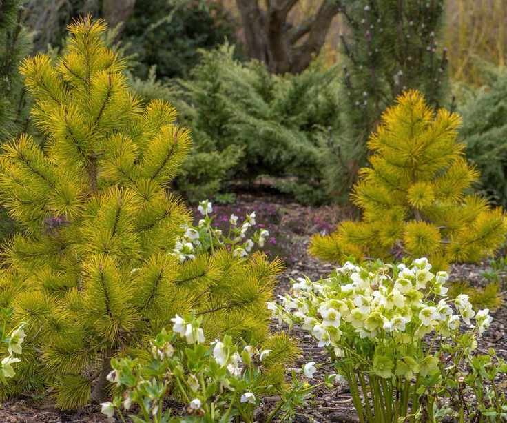 White hellebore in garden border with pines