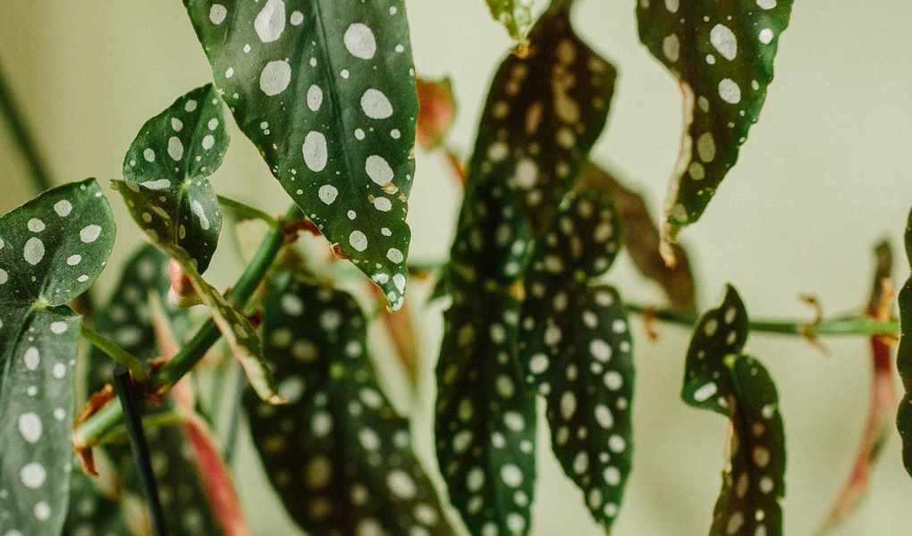 Easy Ways to Propagate Begonias for Lush Indoor and Outdoor Displays