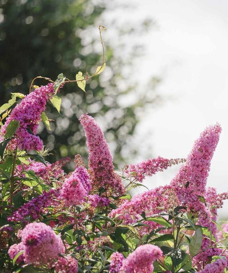 Butterfly bush in a garden
