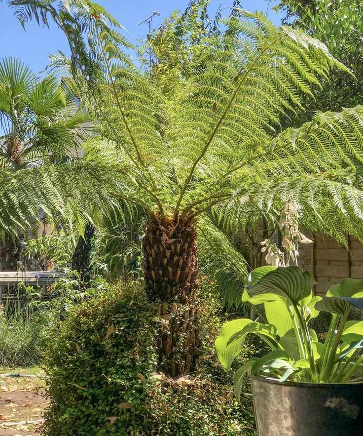 Tree fern in a backyard garden