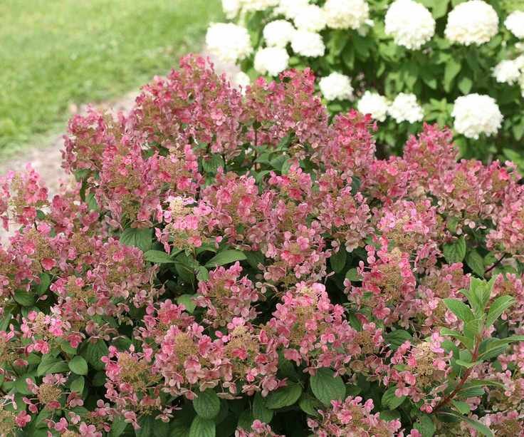 hydrangea Little Quick Fire flowering in summer display