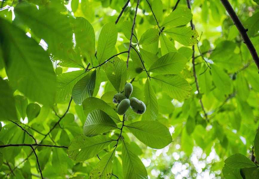 Expert Tips for Growing and Caring for Pawpaw Trees