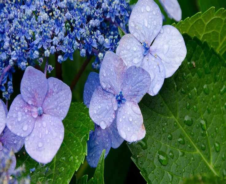 Essential Tips for Watering Hydrangeas in Your Garden