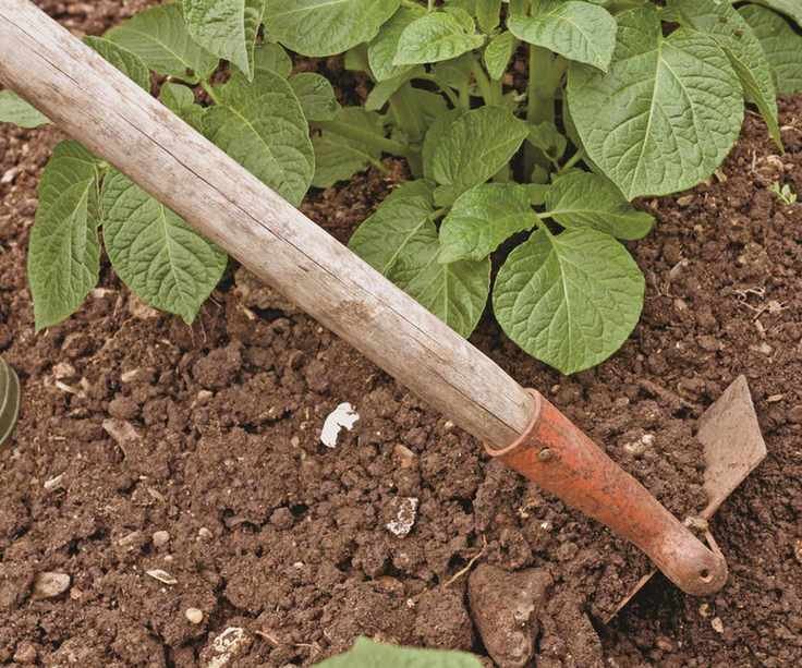 A gardener earths up potato plants with a hoe