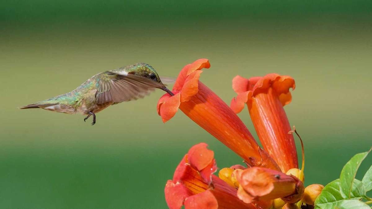 Attract Hummingbirds with Container-Grown Trumpet Vines in Small Spaces