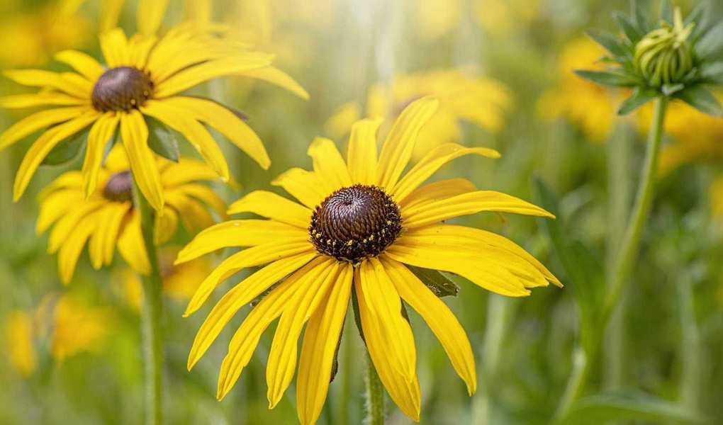 Growing Black-Eyed Susans: Your Guide to Dazzling Blooms