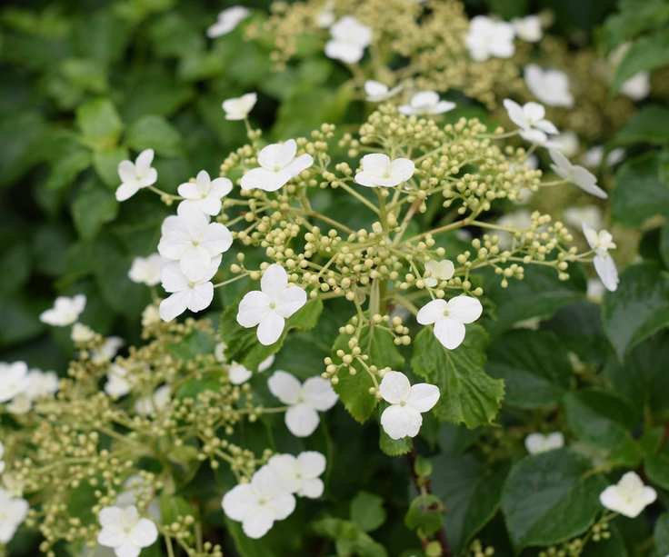 hydrangea petiolaris flowering in summer border