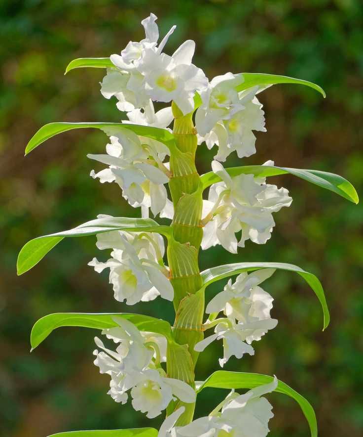 Dendrobium orchid