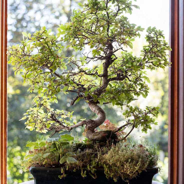 Chinese elm bonsai tree