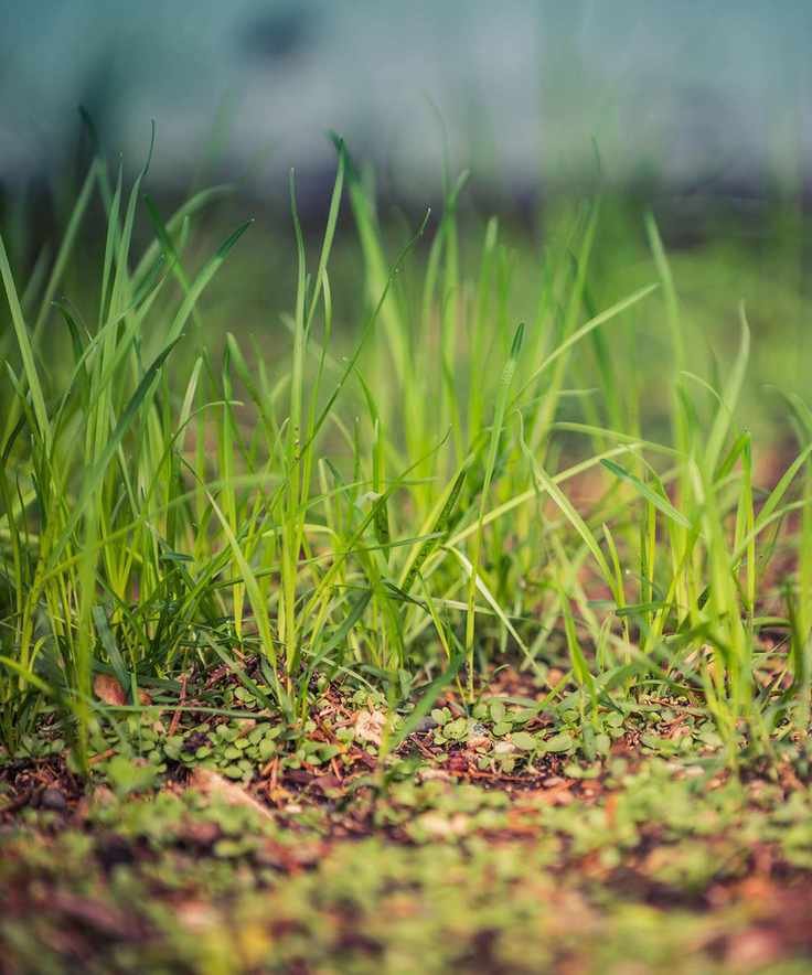 grass seed growing after being sown