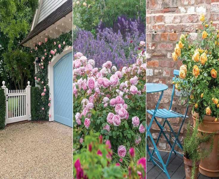 Landscaping with Roses: Techniques to Enhance Your Garden
