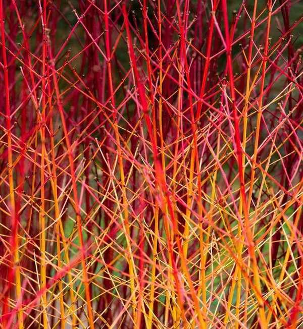 Cornus sanguinea ‘Midwinter Fire’