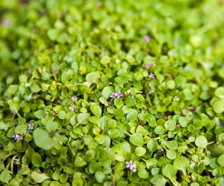 Corsican mint ground cover plant