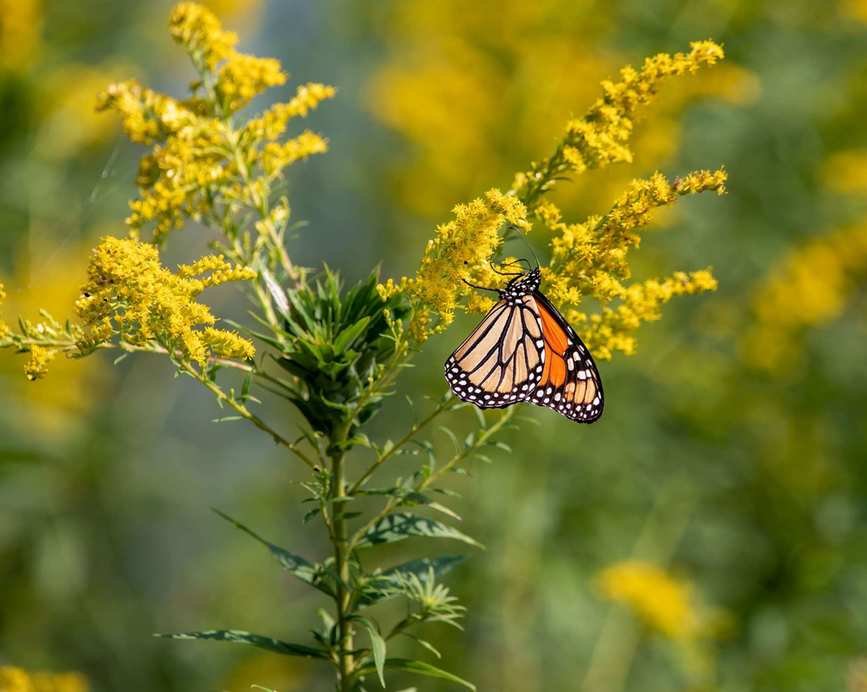 Create a Butterfly Cocktail to Attract Wildlife to Your Garden