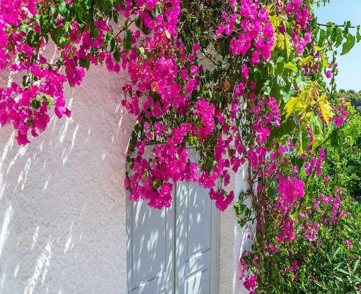 Bougainvillea Growing and Care Tips for Vibrant Vines