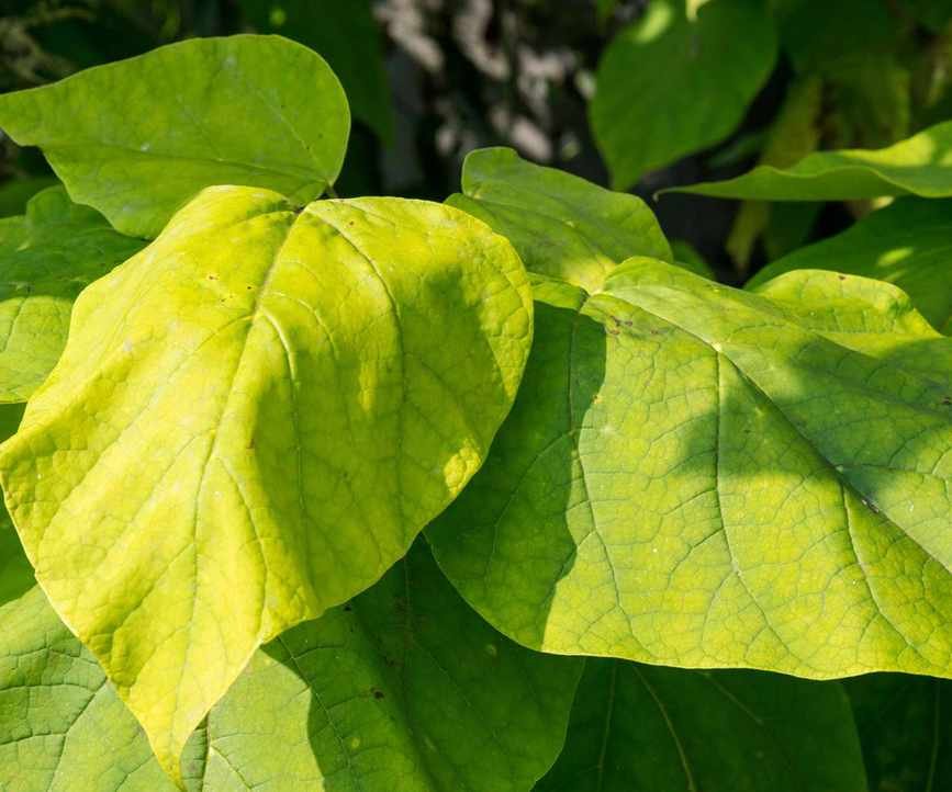 large green leaves of a Catalpa bignonioides