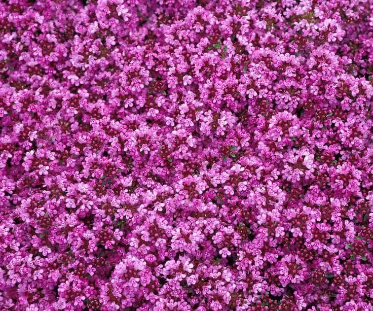 red creeping thyme flowers