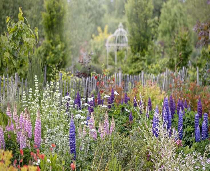 Top 6 Low-Maintenance Perennials for a Colorful Garden