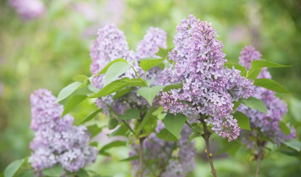 6 Fragrant Hedge Plants That Enhance Your Garden's Boundaries