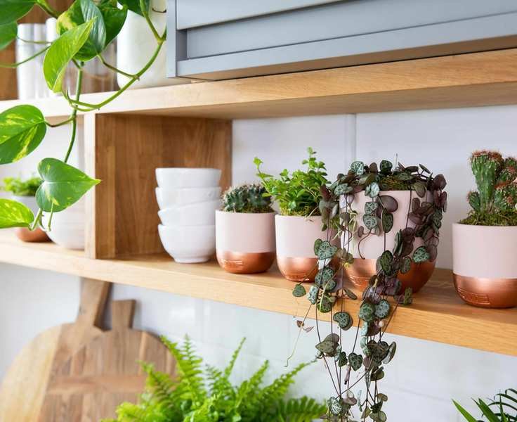 string of hearts potted plant on a kitchen shelf with others