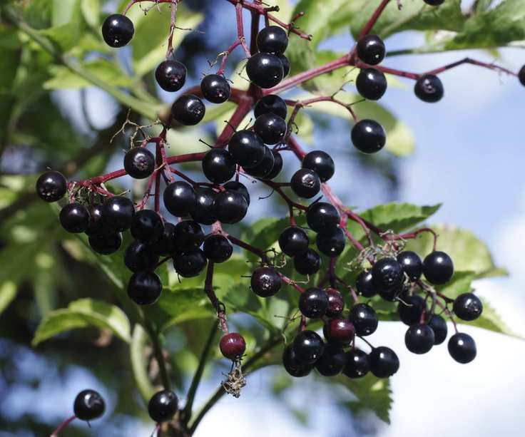 Black elderberries on a sambucas nigra shrub