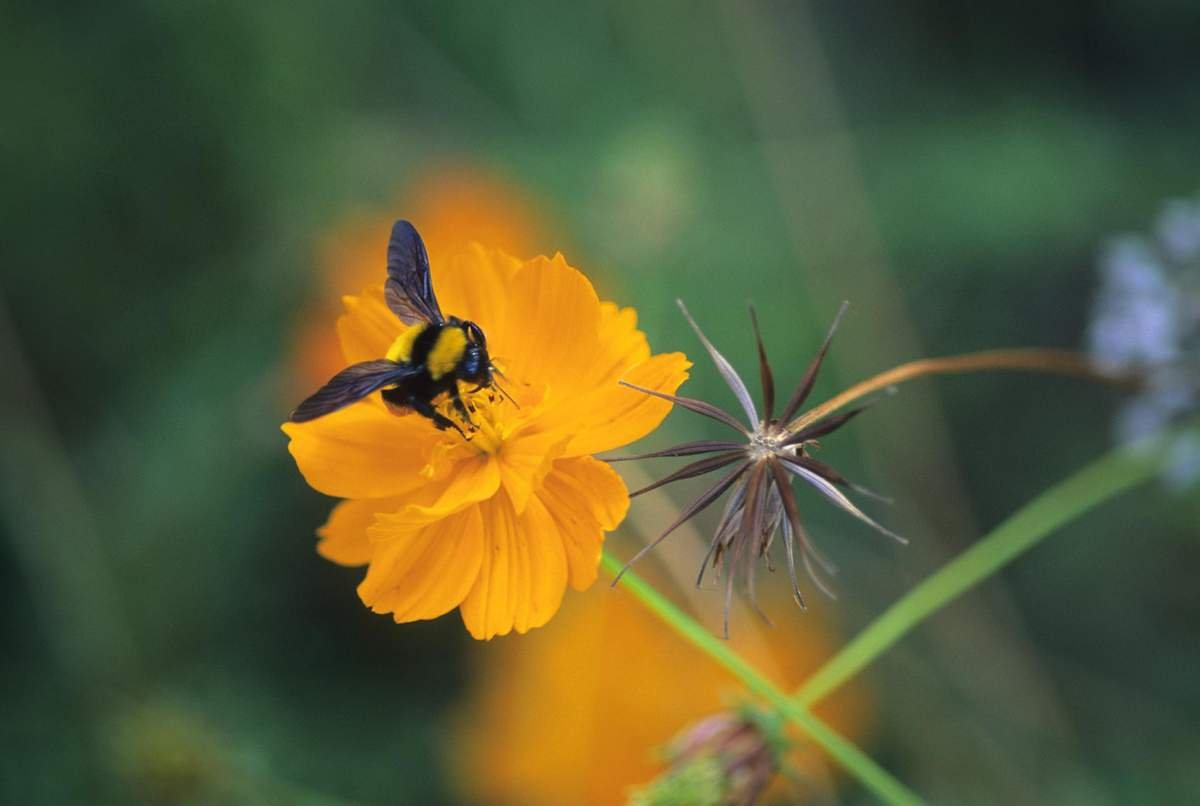 Bee on orange cosmos