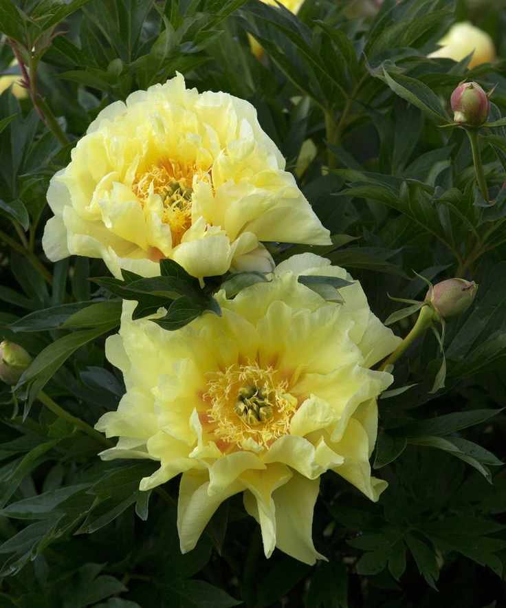 yellow bartazella peony flower