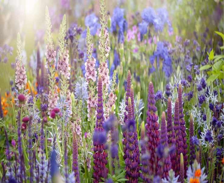 5 Amazing Plants to Boost Your Soil Quality This World Soil Day