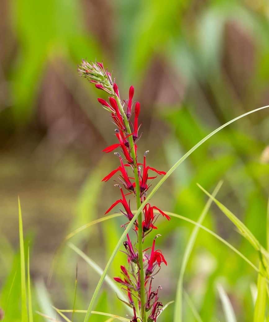 red cardinal flowers
