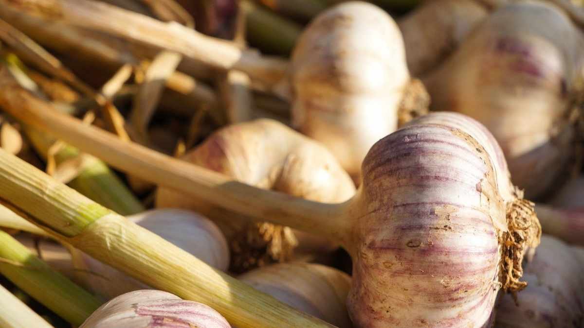 Expert Tips for Growing Garlic in Containers: A Complete Guide