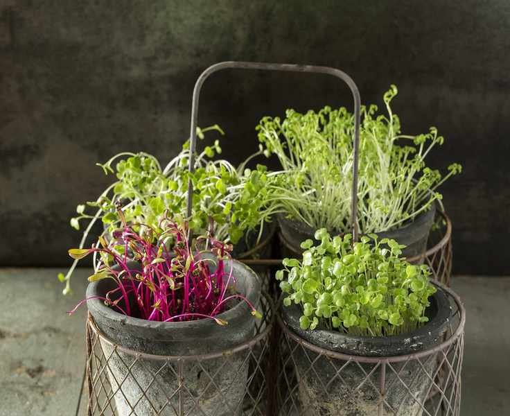 Indoor microgreens growing