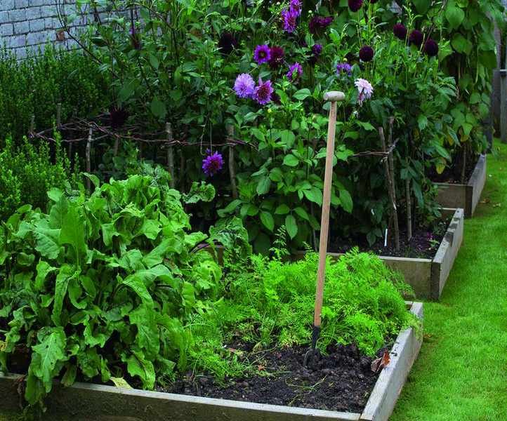carrot crop planted in a raised bed with other veg