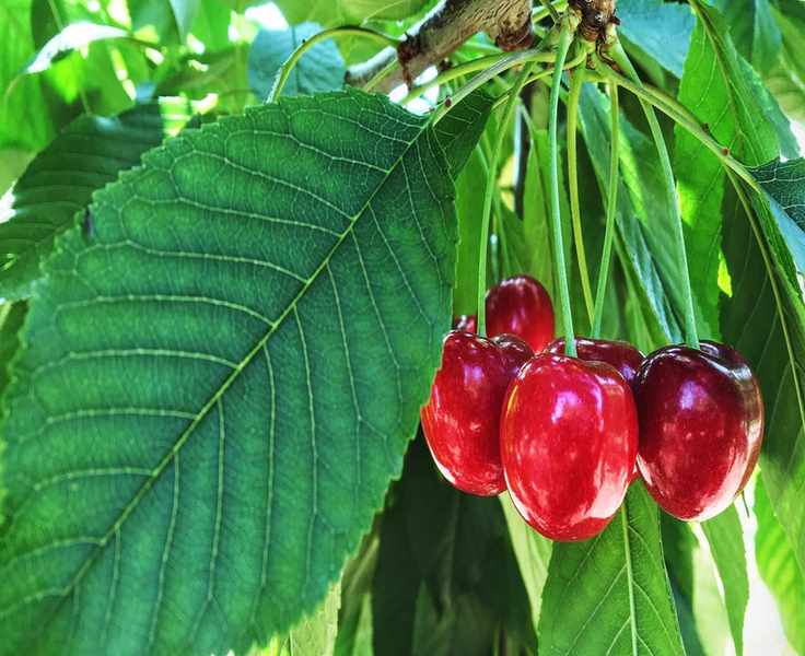 Planting Cherry Trees for a Sweet Harvest in Your Garden
