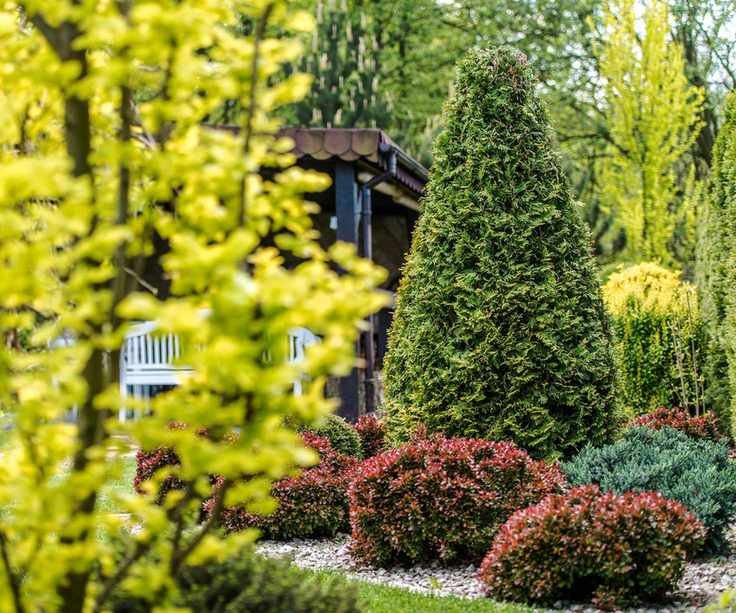 Evergreen planting in a backyard