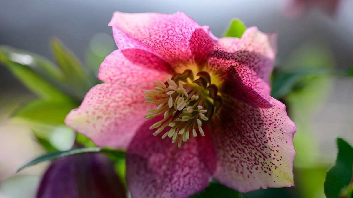 Best plants for early spring pollinators – 5 nectar-rich species to support bees and butterflies, plus expert advice on how to grow them