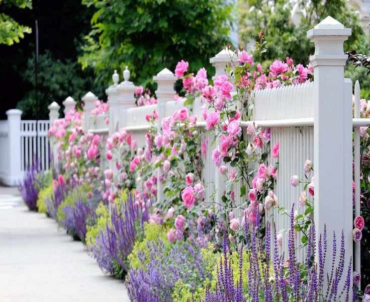 Maximize Your Lavender's Growth and Blooms This May