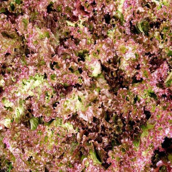 Lettuce leaves green in the centre and red-tinged at the edges