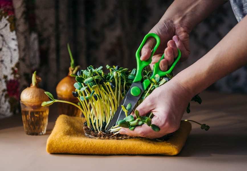 Soil-free microgreens