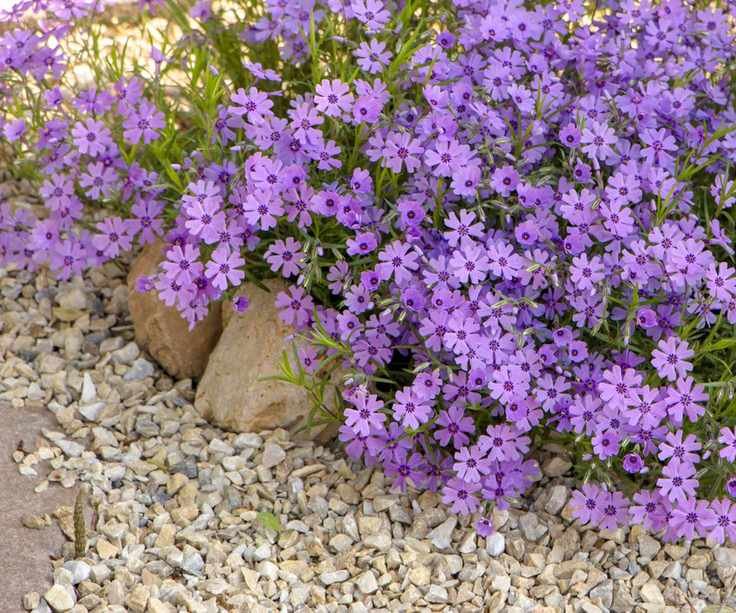Purple creeping phlox, on flowerbed and gravel