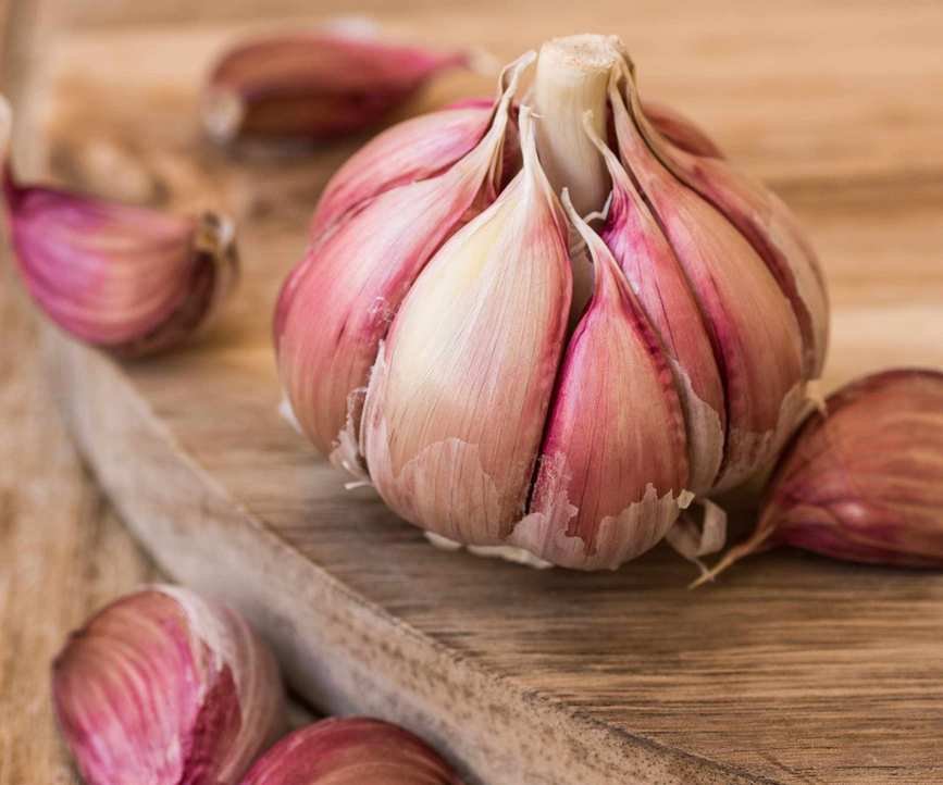 Chesnok Red garlic variety
