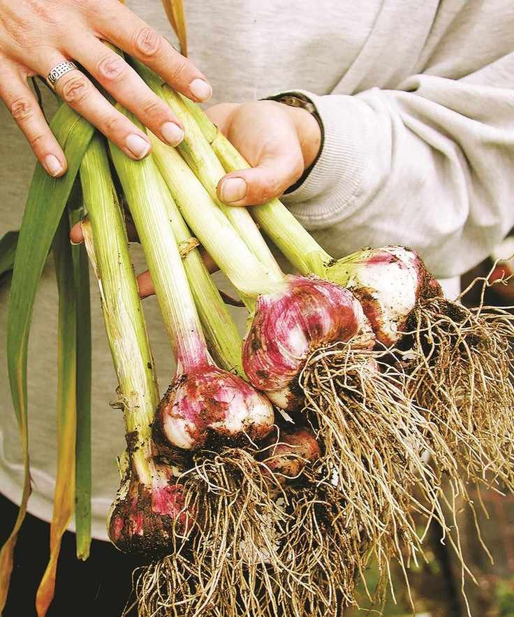 Softneck garlic lifted from the ground