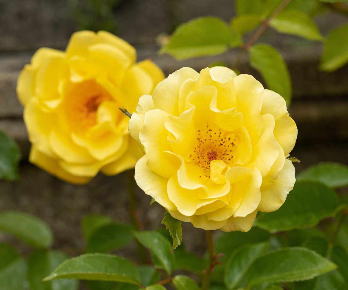 Rosa 'Golden Gate' with yellow flowers in summer