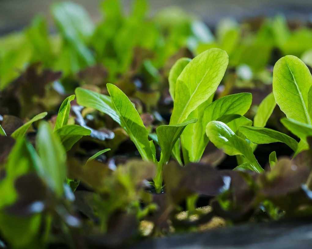 Growing Spinach: Indoor and Outdoor Tips for Fresh Leaves